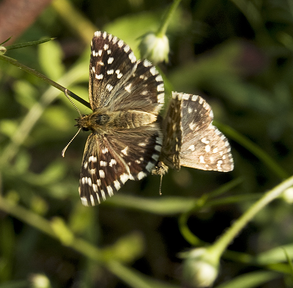 Pyrgus malvoides  Hesperiidae